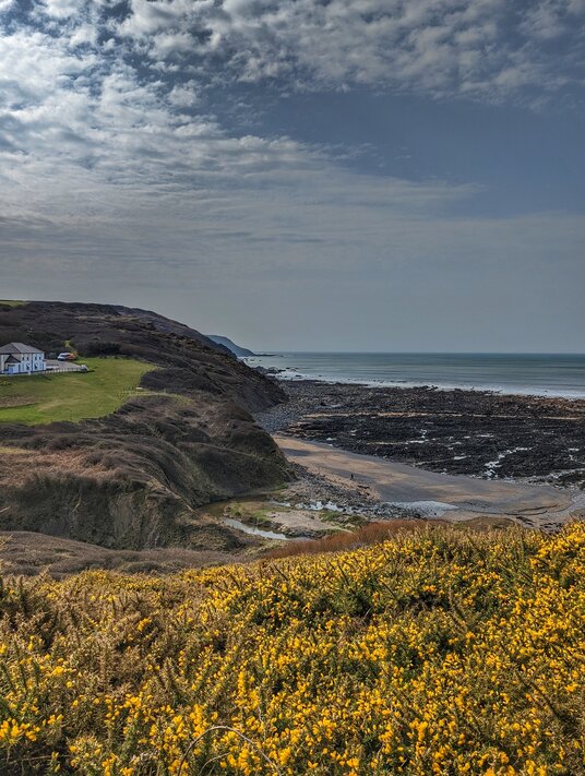 Gorse at Wanson Mouth