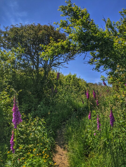 Coast path to Wanson Mouth