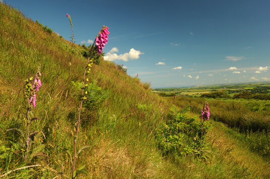 Ramparts of Warbstow Bury
