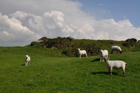 Sheep defending the ramparts
