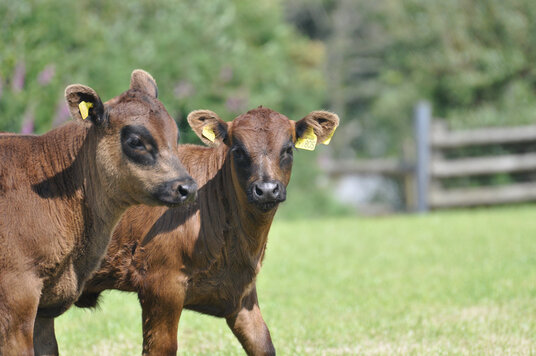 Calves in the fields around Hendra