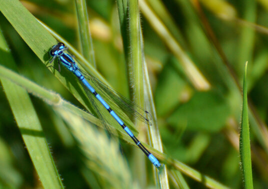 Damselfly beside the farm pond