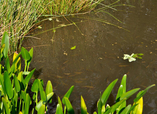 Farm pond at Tredown