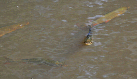 Rudd in the farm pond