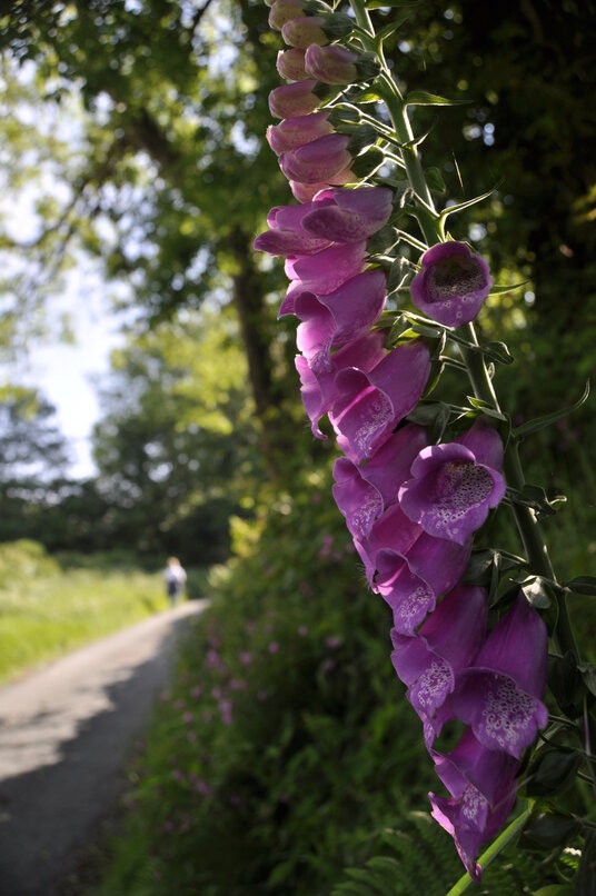 Foxgloves on the lane