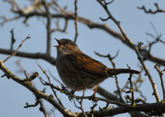 Songbird in the hedgerow