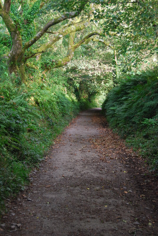 Track to Warbstow Bury