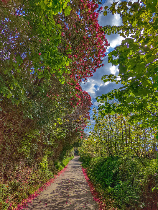 Lane through Warleggan