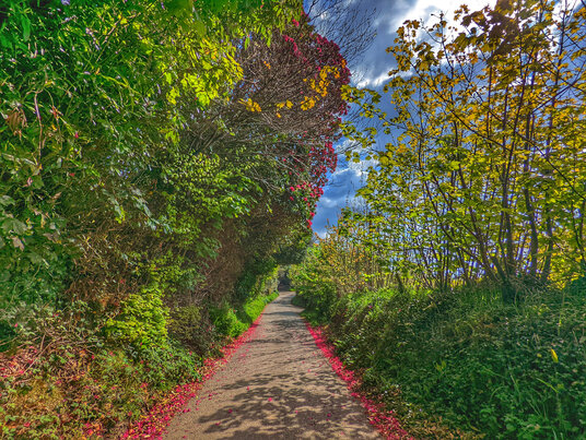 Lane through Warleggan