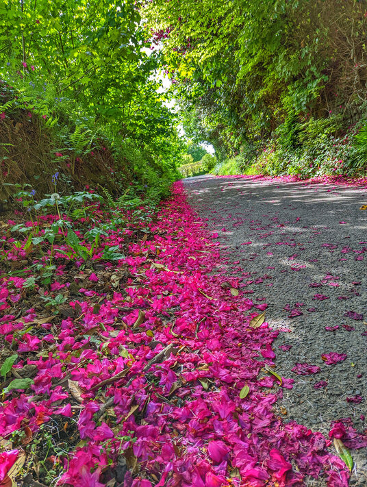 Lane through Warleggan