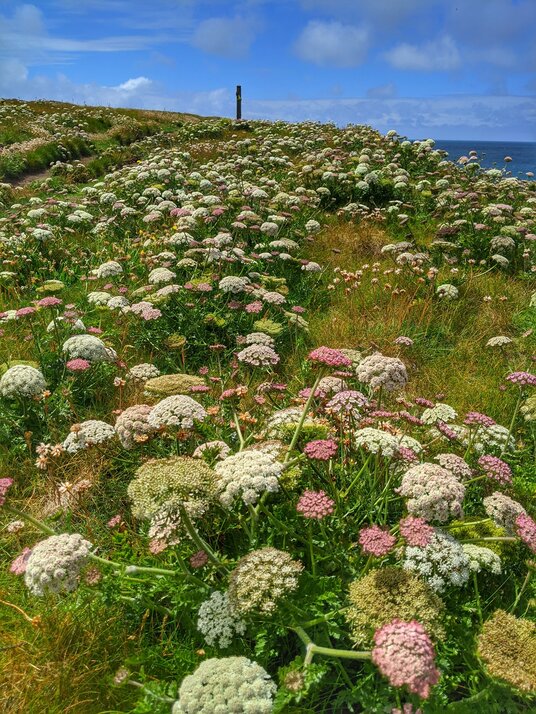 Sea Carrot near Warren Cove