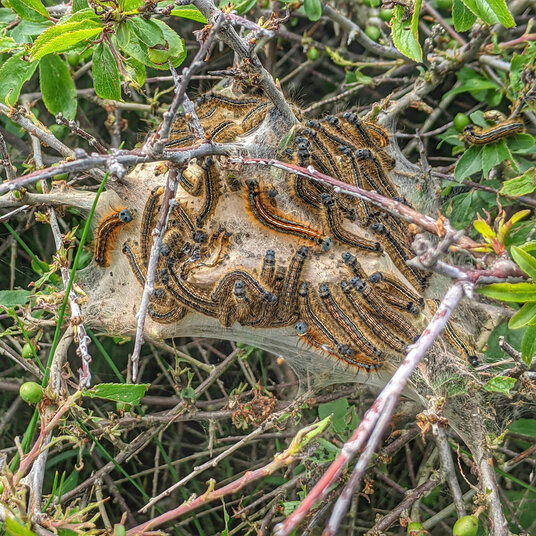 Lackey moth caterpillars
