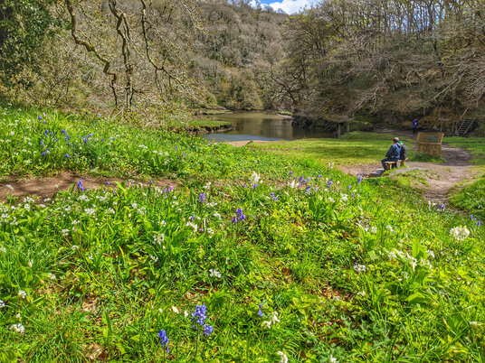 Bluebells at Watergate