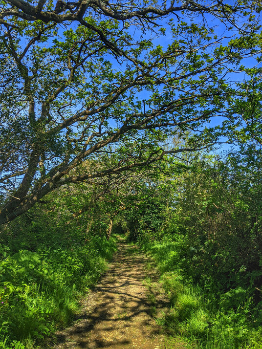 Footpath at Week St Mary