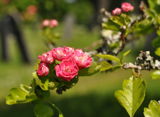 Ornamental hawthorn flowers