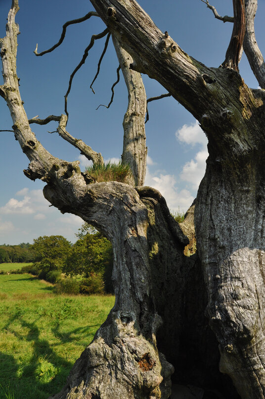 Dead tree near the cricket pitch