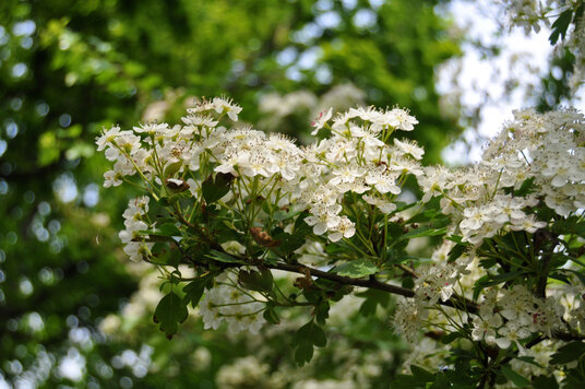 Hawthorn Blossom