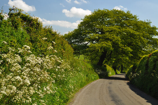 Lane to Werrington Church