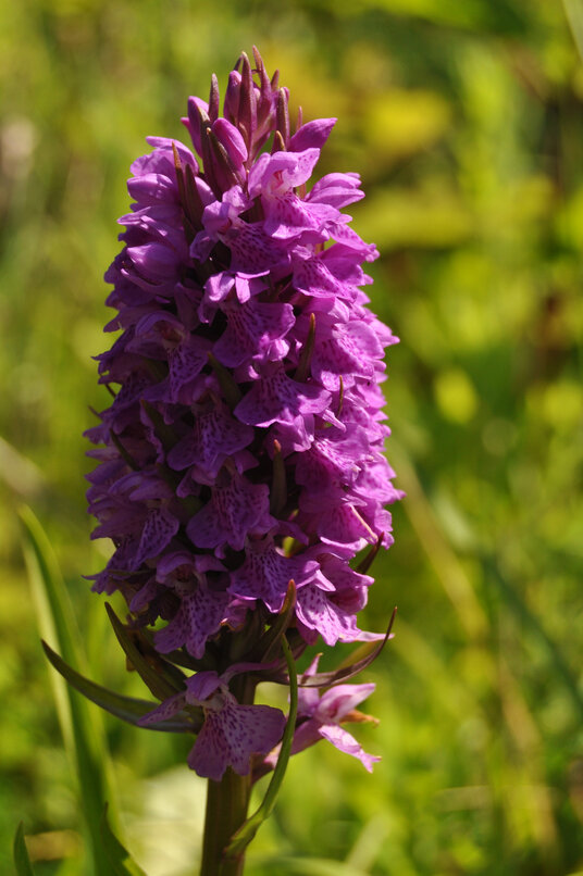 Orchid at West Chyverton Mine