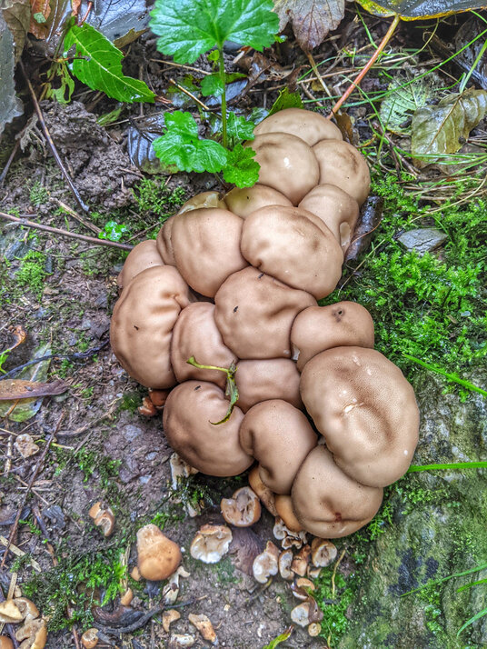 Fungi in the West Looe valley