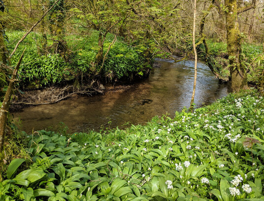 West Looe River