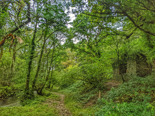 Ruins near the West Looe River