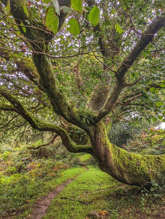 Tree on the footpath from the West Looe River