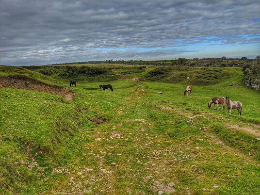 Ponies grazing on West Moor