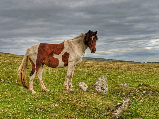 Pony on West Moor