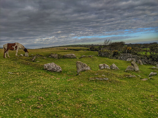 Pony at the stone circle at West Moor