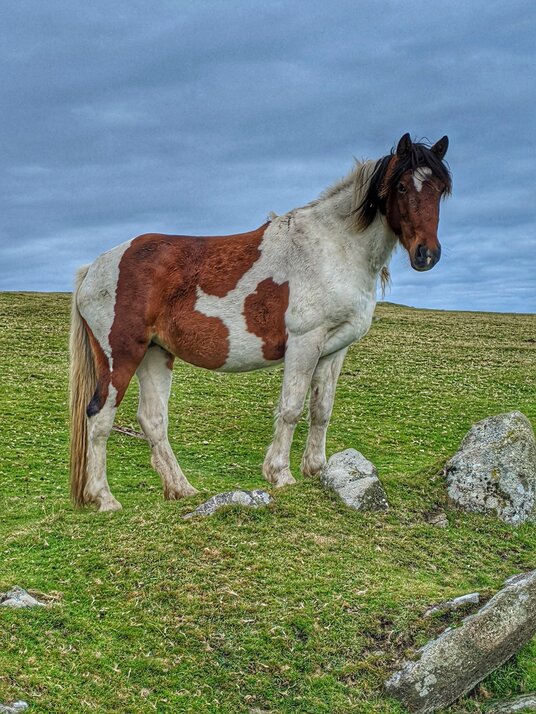 Pony on West Moor