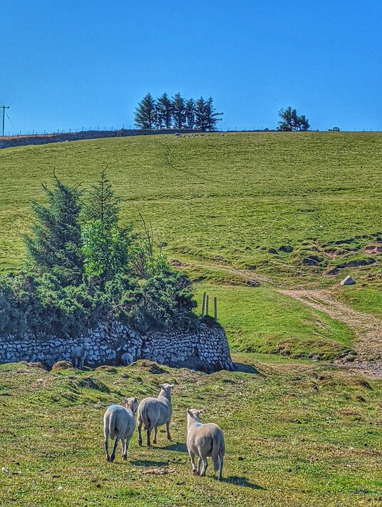Sheep on West Moor
