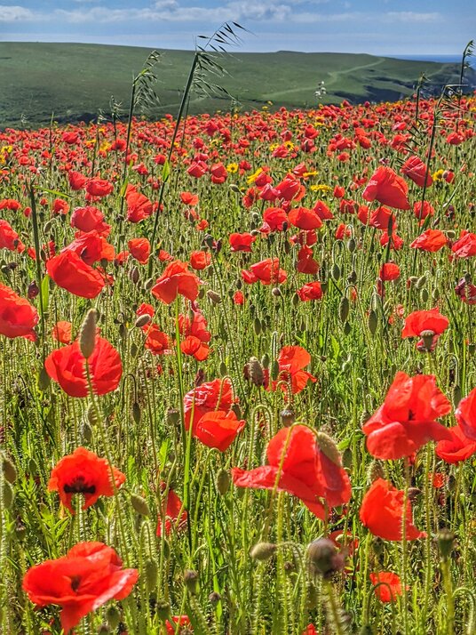 Poppies at West Pentire