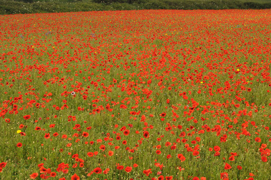 Poppies at West Pentire