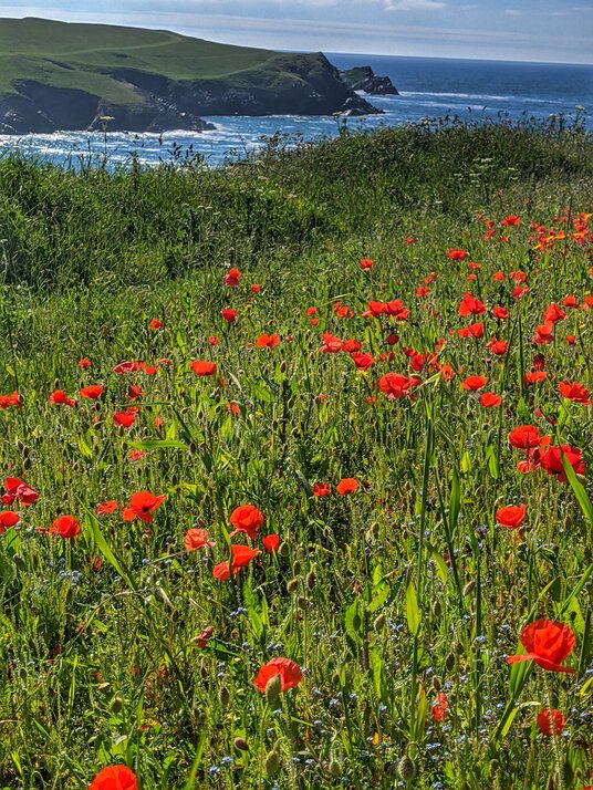 Poppies at West Pentire