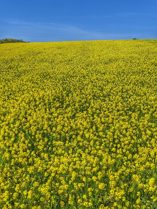 Rape flowers at West Pentire