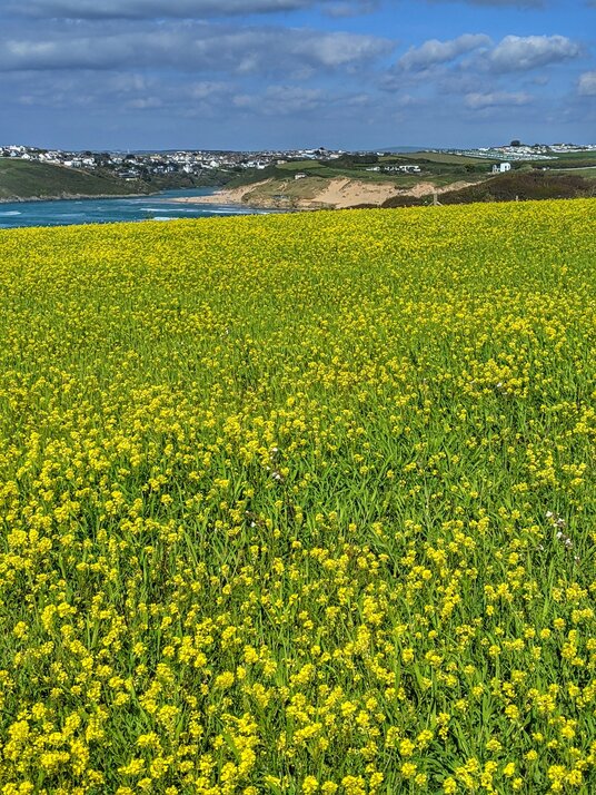 Rape flowers at West Pentire