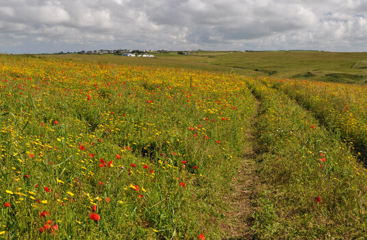 Wildflowers at West Pentire
