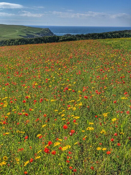 Wildflowers at West Pentire