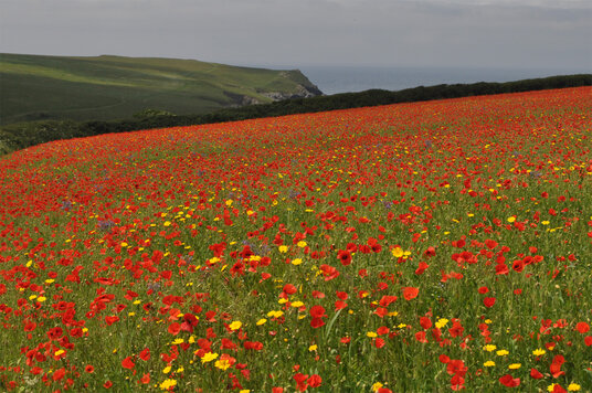 Wildflowers at West Pentire