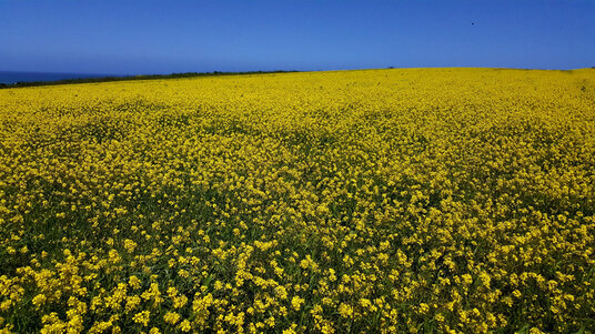 Flowers at West Pentire