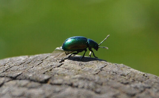 Beetle cleaning its wings on a convenient waymark