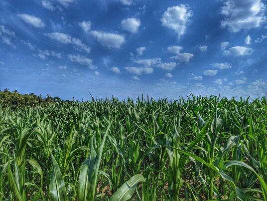 Corn near Wetherham