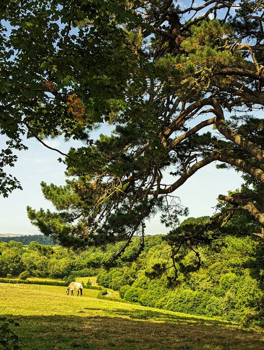 Meadow near Wetherham