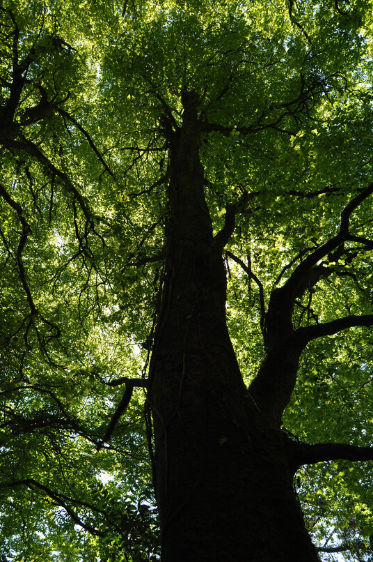 Huge trees along the path