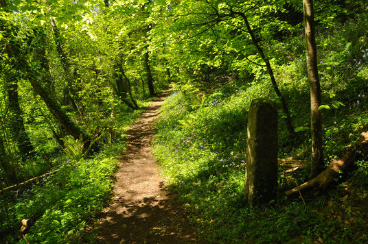 Wooded path near Wetherham