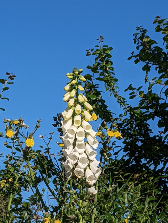 White foxglove