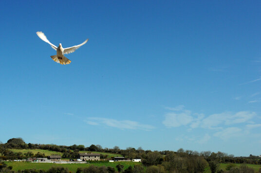 White dove at Wheal Maid