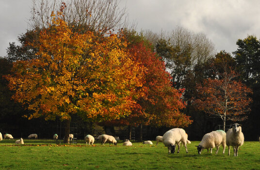 Fields at Whitehay