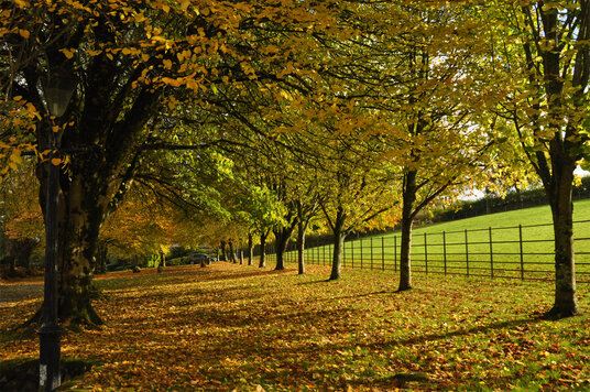 Driveway to Whitehay